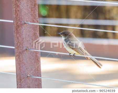 Close up shot of Eastern phoebe 90524039