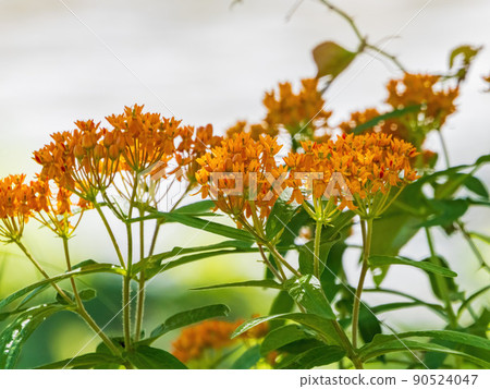 Close up shot of Asclepias tuberosa blossom 90524047
