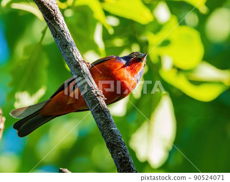 Close up shot of Painted bunting on a tree 90524071