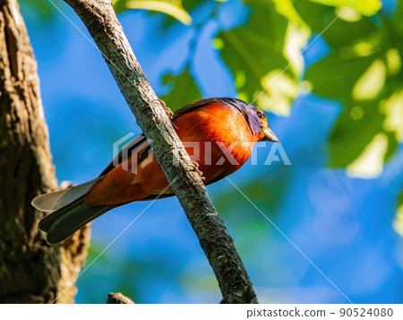 Close up shot of Painted bunting on a tree 90524080