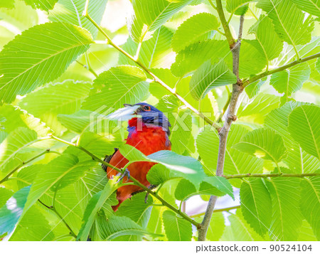 Close up shot of Painted bunting on a tree 90524104