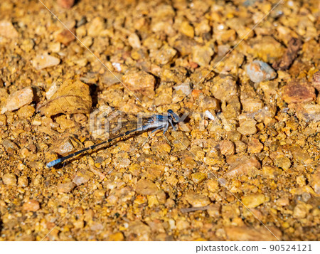 Close up shot of Springwater Dancer Dameselfly 90524121