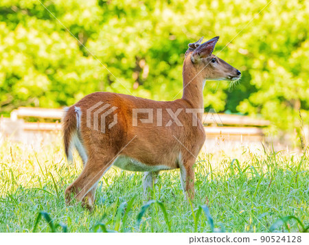 Sunny view of the White-tailed deer 90524128