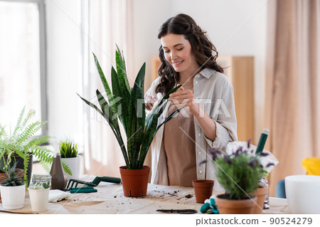 woman cleaning flower's leaves with tissue at home 90524279