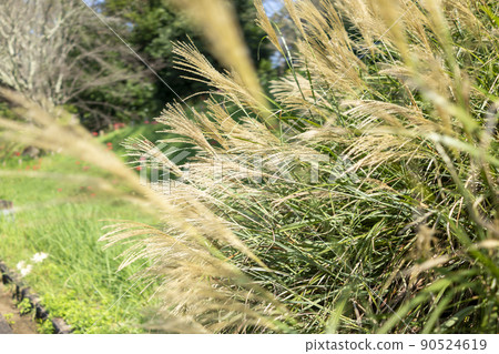 Susuki 90524619