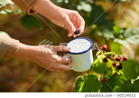hands with mug picking blackberries in garden 90524633