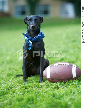 Play time. A black canine sitting in a garden with a ball beside him. 90524890