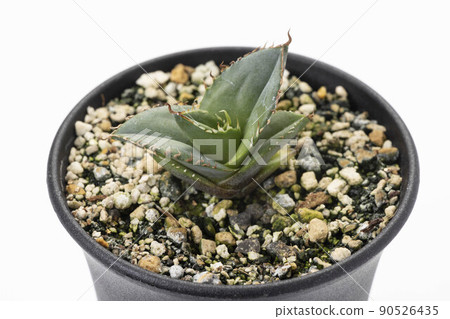 Second year of agave titanota blue seedlings 90526435