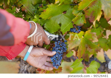 These grapes are nice and ripe. Cropped shot of a mans hands harvesting grapes. These grapes are nice and ripe. Cropped shot of a mans hands harvesting grapes. 90526481