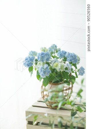 Light blue hydrangea white wall Light blue hydrangea white wall 90526560