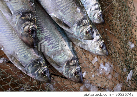 Herring on net 90526742