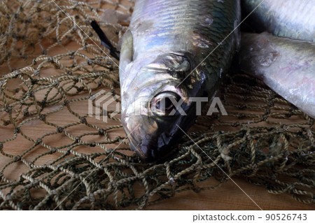 Herring on net 90526743