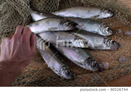 Herring on net Herring on net 90526744