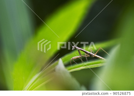 螳螂的幼蟲潛伏在茂密的Wasafujibakama的灌木叢中_向陽面1 90526875