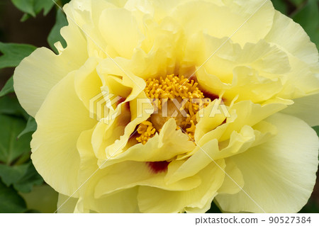 黃色牡丹花 黃色牡丹花 90527384