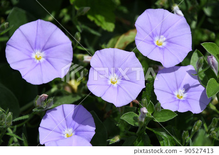 Combolus Blue Compactor Combolus Blue Compactor 90527413