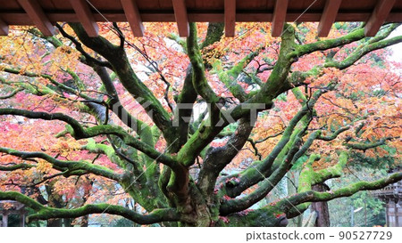 A powerful material that feels autumn, a giant tree that has existed since ancient times, a giant tree that grows steadily, a tree that feels life energy, a large tree A powerful material that feels autumn, a giant tree that has existed since ancient times, a giant tree that grows steadily, a tree that feels life energy, a large tree 90527729
