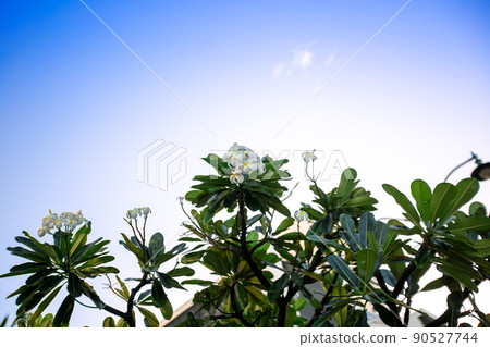 Hawaiian flowers Plumeria Hawaiian flowers Plumeria 90527744