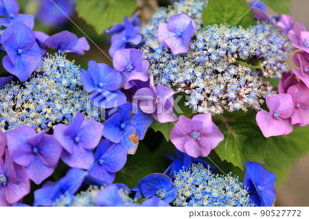花繡球花 90527772
