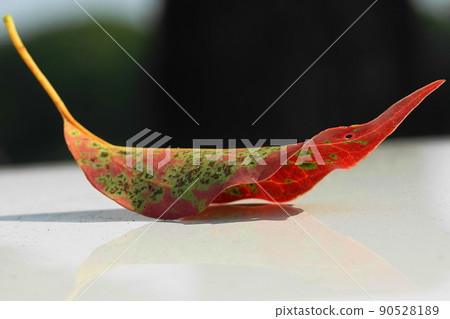 Autumn leaves 90528189