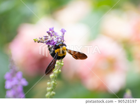玫瑰 Shukkon Linaria 和 Carpenter Bee 玫瑰 Shukkon Linaria 和 Carpenter Bee 90528197