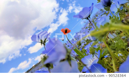 充滿視野的 Nemophila 領域 90528364