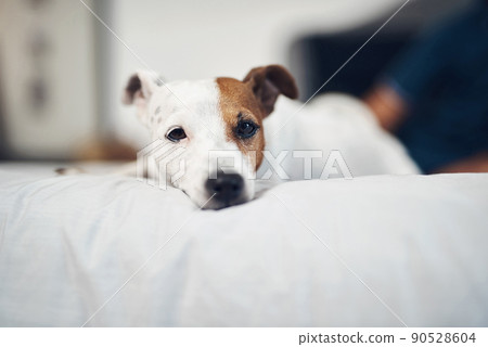The perfect home for a pup like me. Shot of an adorable dog relaxing on a bed at home. The perfect home for a pup like me. Shot of an adorable dog relaxing on a bed at home. 90528604