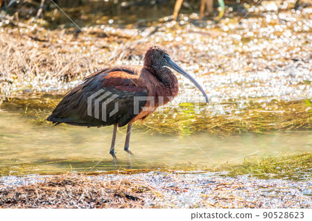 The glossy ibis, latin name Plegadis falcinellus, searching for food in the shallow lagoon. 90528623