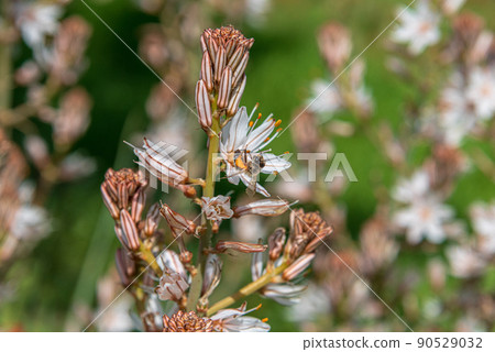 Asphodelus Albus, commonly known as white-flowered asphodel, is an herbaceous perennial. A bee has nectar from a flower Asphodelus Albus, commonly known as white-flowered asphodel, is an herbaceous perennial. A bee has nectar from a flower 90529032