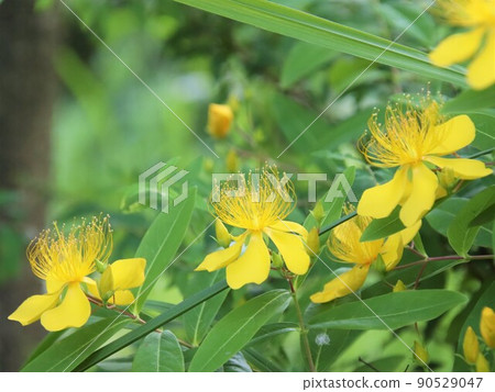 Hypericum ascyron with impressive stamens 90529047