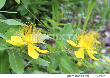 Up the flowers of Hypericum ascyron 90529048