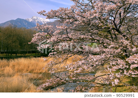 Shirasu, Hakushu-cho, Hokuto City, Yamanashi Prefecture A row of cherry blossom trees along the Jingu River and Mt. Kaikoma in the Southern Alps covered with snow Shirasu, Hakushu-cho, Hokuto City, Yamanashi Prefecture A row of cherry blossom trees along the Jingu River and Mt. Kaikoma in the Southern Alps covered with snow 90529991