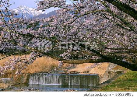 Shirasu, Hakushu-cho, Hokuto City, Yamanashi Prefecture A row of cherry blossom trees along the Jingu River and Mt. Kaikoma in the Southern Alps covered with snow Shirasu, Hakushu-cho, Hokuto City, Yamanashi Prefecture A row of cherry blossom trees along the Jingu River and Mt. Kaikoma in the Southern Alps covered with snow 90529993