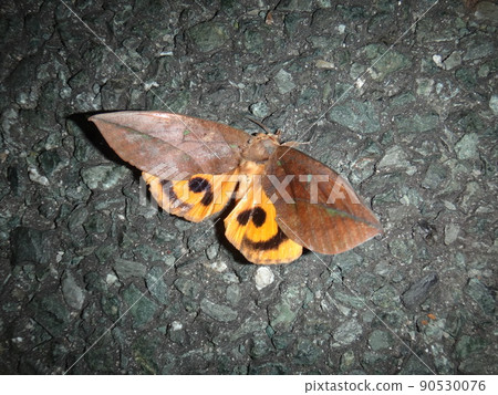 Eudocima tyranus that came to the parking lot at night 90530076