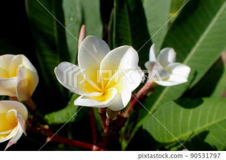 Plumeria 90531797
