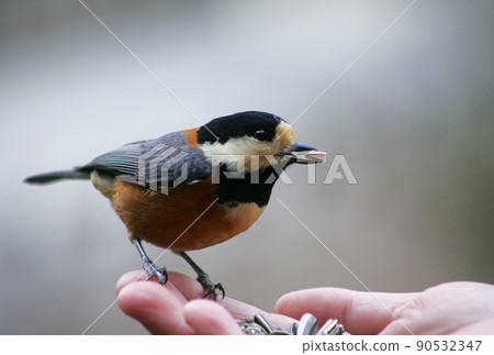 向日葵種子的可愛多變山雀 90532347