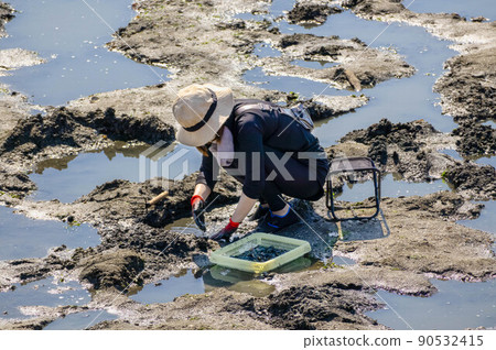 A popular leisure activity in early summer, a woman enjoying clamming 90532415