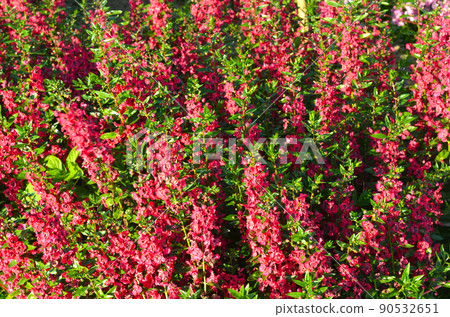 Waew Wichian flower or Angelonia goyazensis flower background, for get me not flower of Thailand Waew Wichian flower or Angelonia goyazensis flower background, for get me not flower of Thailand 90532651