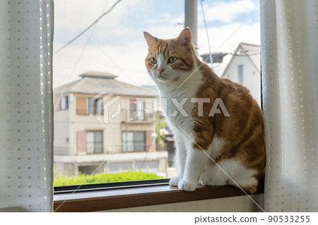 一隻棕白色的貓從二樓的窗戶望出去 90533255