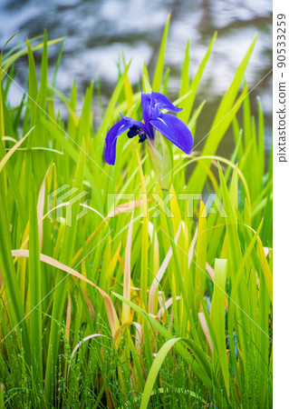 Japanese iris in full bloom in Kenrokuen, a sunny day with beautiful greenery | Kanazawa City, Ishikawa Prefecture Japanese iris in full bloom in Kenrokuen, a sunny day with beautiful greenery | Kanazawa City, Ishikawa Prefecture 90533259