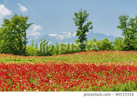 公園風景 陸奧湖畔公園盛開 查理罌粟 宮城縣川崎町 90533358