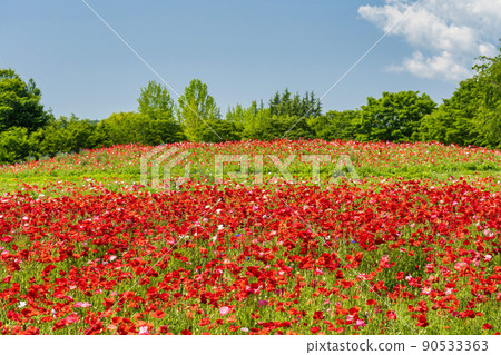 Park scenery Michinoku Lakeside Park in full bloom Charley Poppy Kawasaki Town, Miyagi Prefecture Park scenery Michinoku Lakeside Park in full bloom Charley Poppy Kawasaki Town, Miyagi Prefecture 90533363