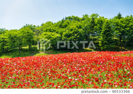 公園風景 陸奧湖畔公園盛開 查理罌粟 宮城縣川崎町 90533366