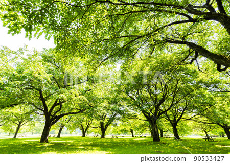 Park scenery, sunlight through the fresh green trees, Kawasaki Town, Miyagi Prefecture Park scenery, sunlight through the fresh green trees, Kawasaki Town, Miyagi Prefecture 90533427