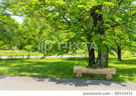 公園風景：宮城縣川崎町新綠的陽光和長椅 90533431