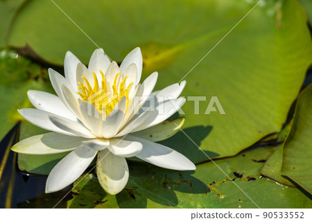 Park scenery Water lily blooming in a pond Kawasaki Town, Miyagi Prefecture 90533552