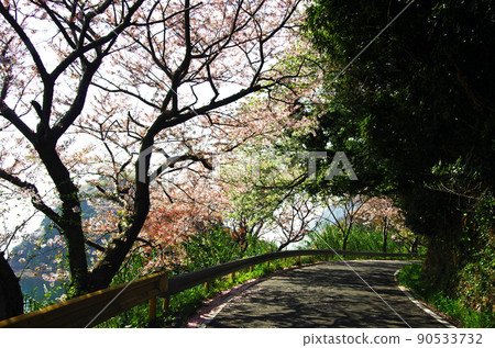 Road along the sea of Gojo Senbon Sakura on Yashiro Island Road along the sea of Gojo Senbon Sakura on Yashiro Island 90533732