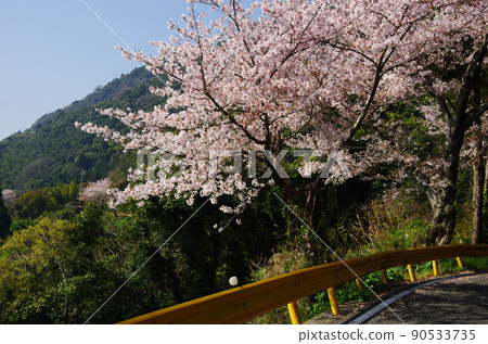Road along the sea of Gojo Senbon Sakura on Yashiro Island Road along the sea of Gojo Senbon Sakura on Yashiro Island 90533735