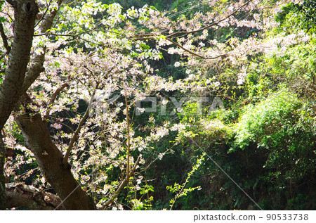 Road along the sea of Gojo Senbon Sakura on Yashiro Island 90533738