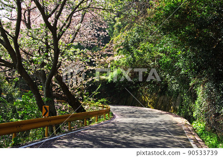 Road along the sea of Gojo Senbon Sakura on Yashiro Island Road along the sea of Gojo Senbon Sakura on Yashiro Island 90533739